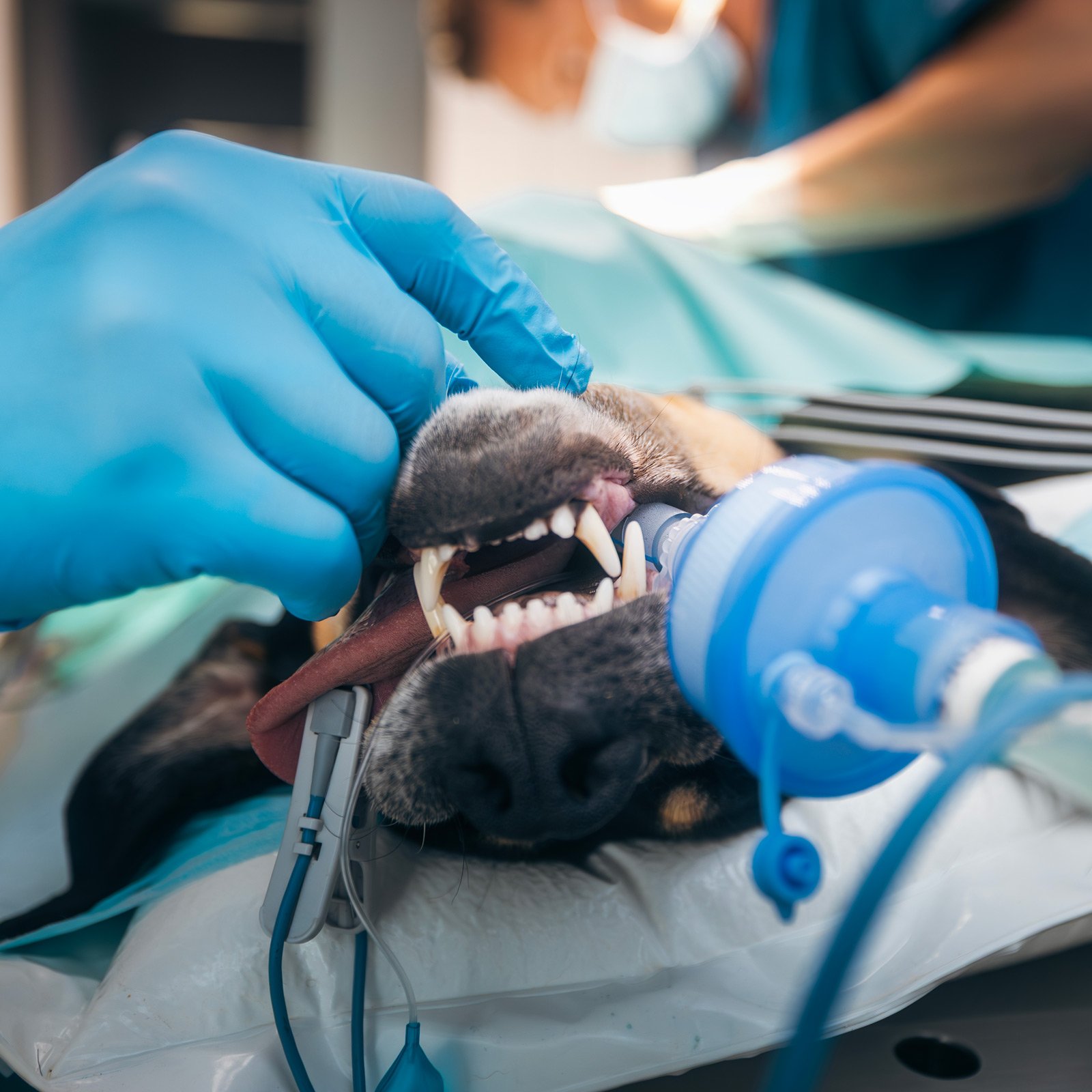 dog-in-operating-room-of-veterinary-clinic-2025-03-31-16-57-10-utc
